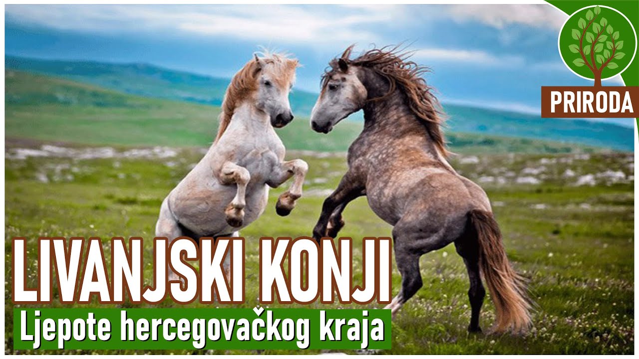 LIVANJSKI KONJI | drugo najveće slobodno krdo na svijetu | ljepote hercegovačkog kraja