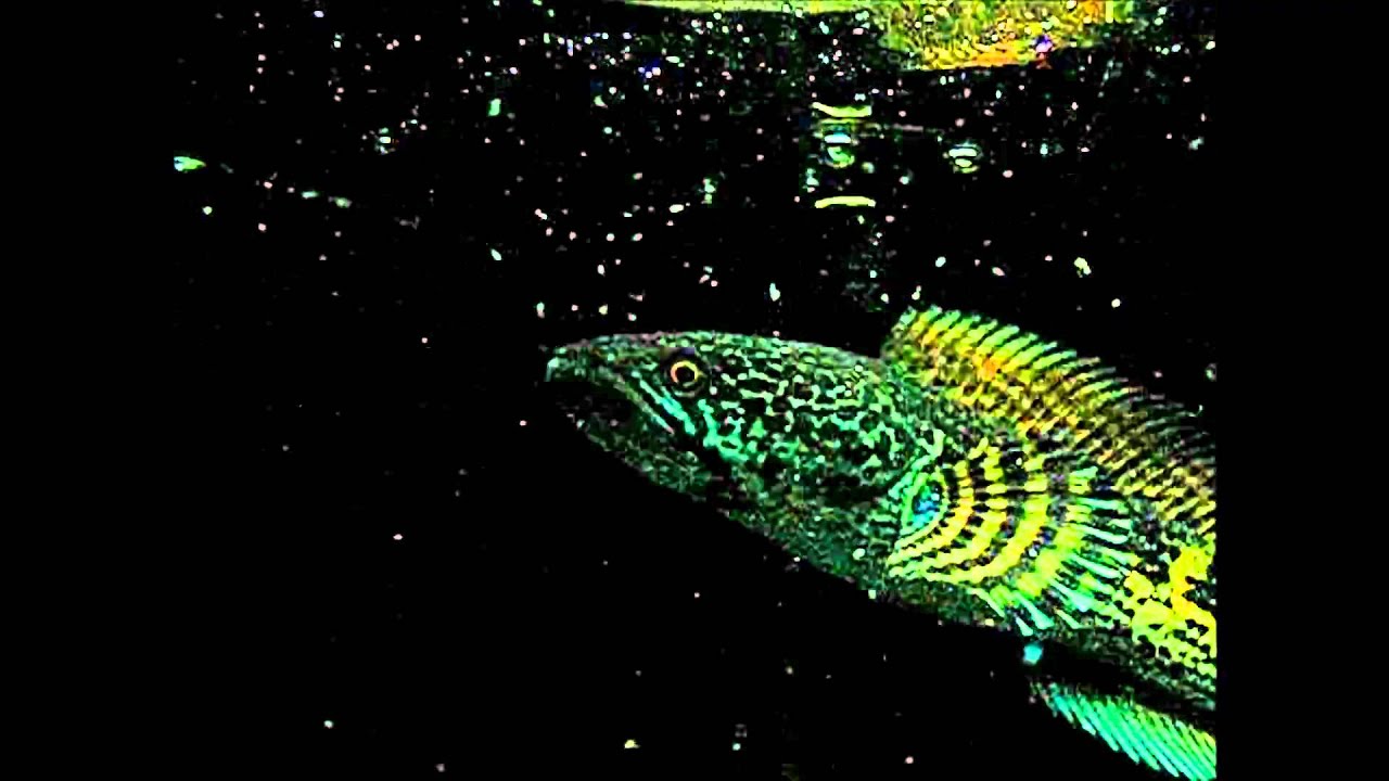Vioret Snakehead.