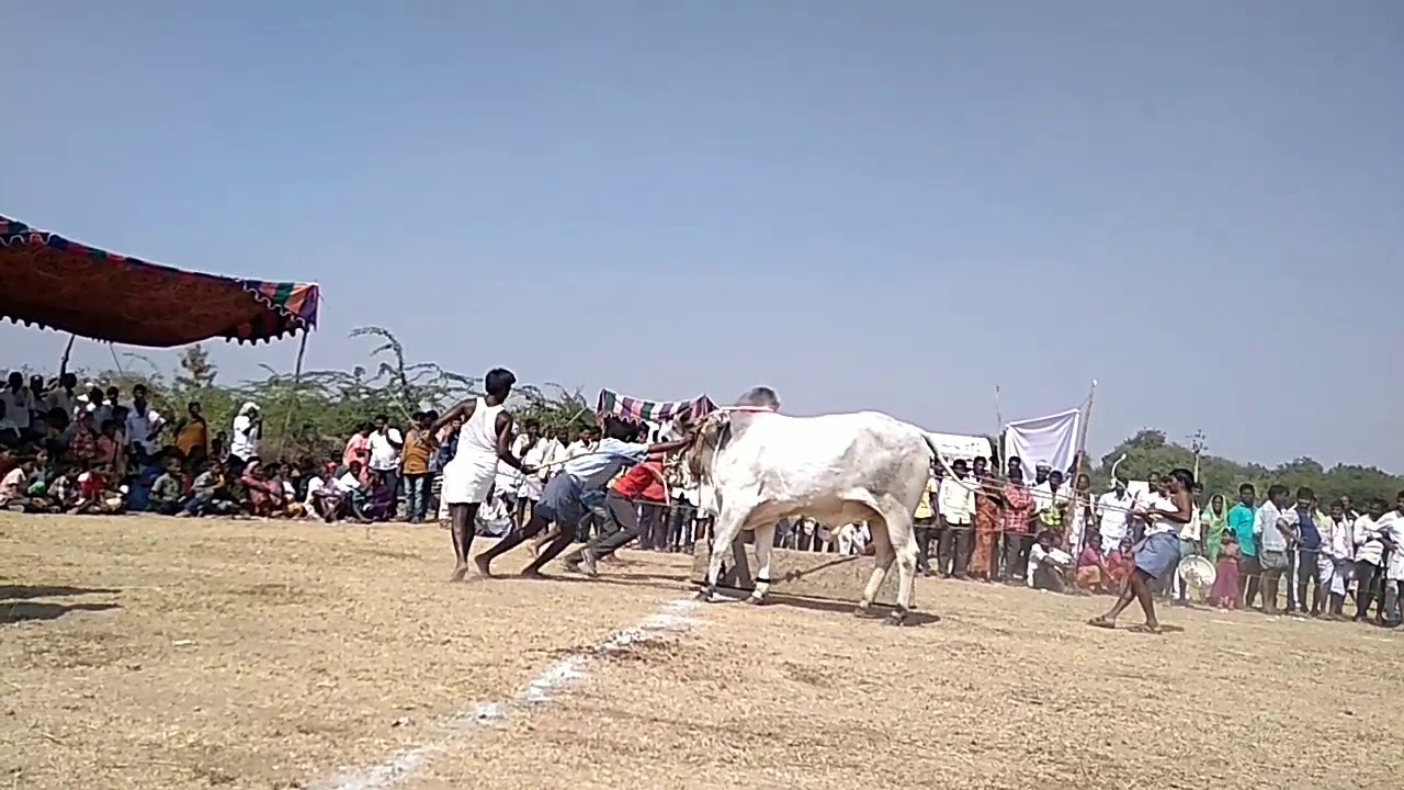 G N R bulls kollapur