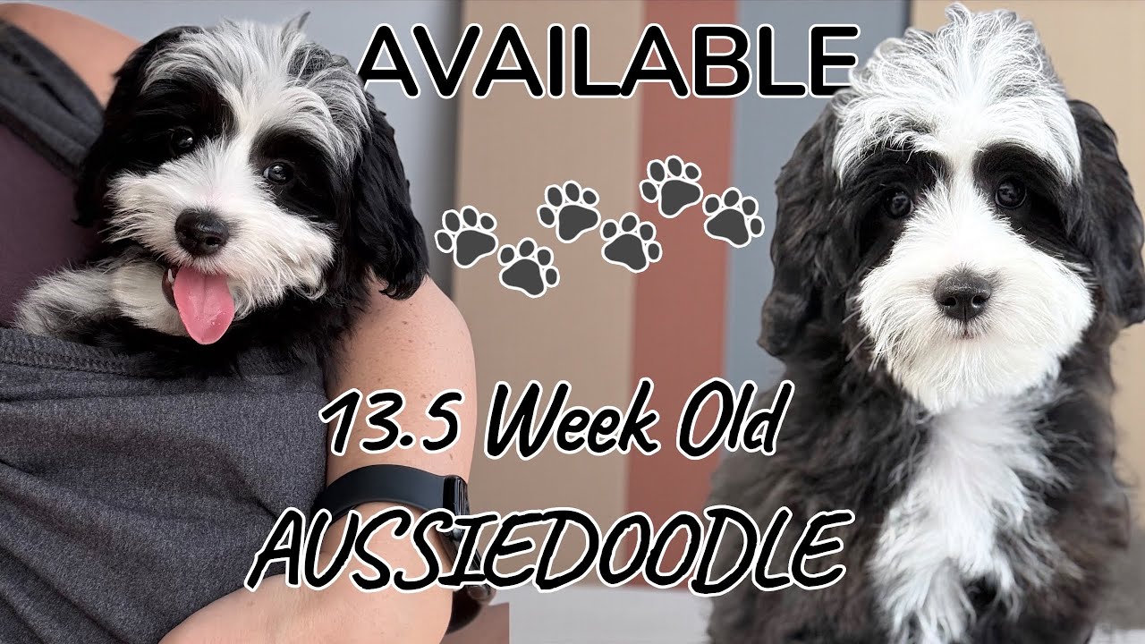 Taking A 13.5 Week Old Aussiedoodle Puppy For A Day Out!