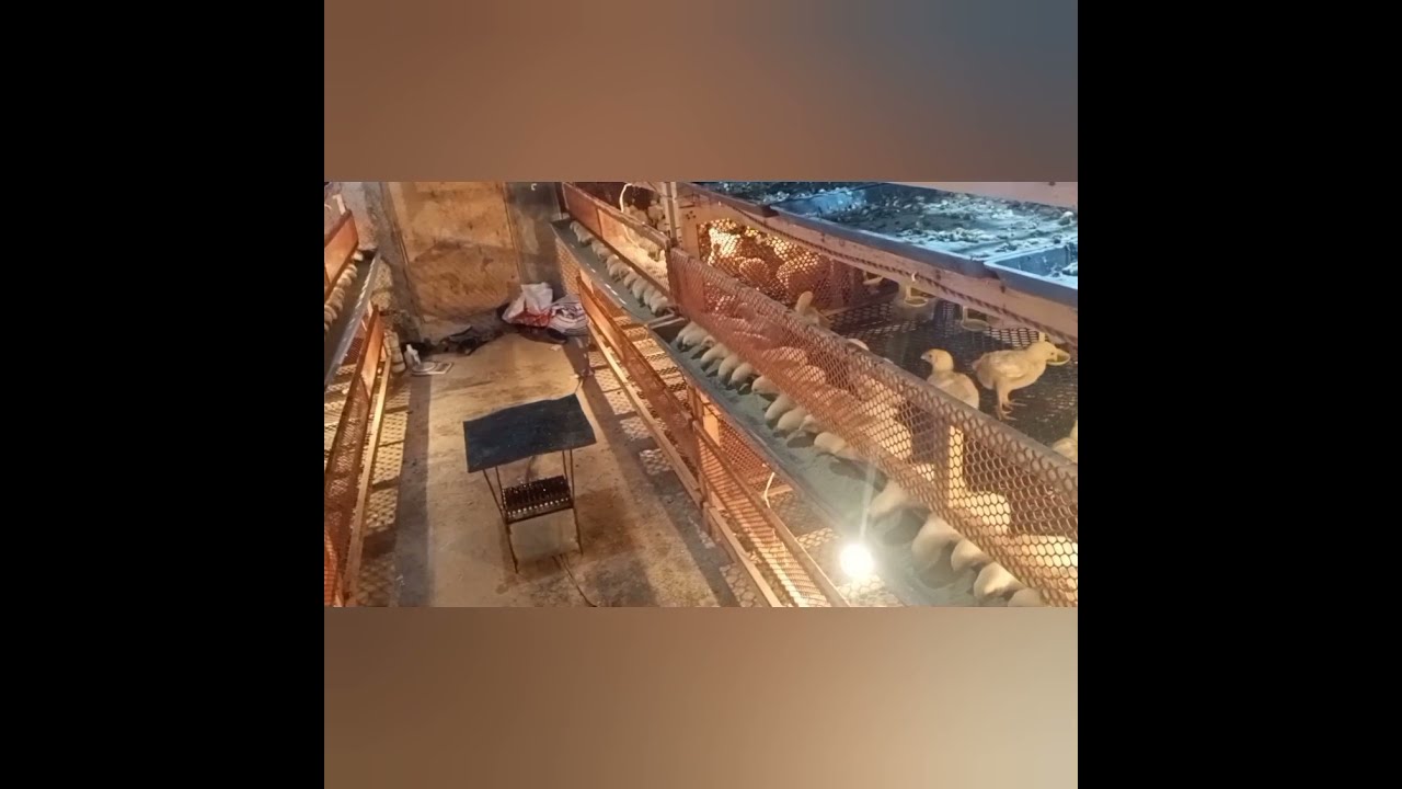 الأفضل لسبلة درج السبلة اليوم (12) #تربية_بطاريات_عنبر_مغلق