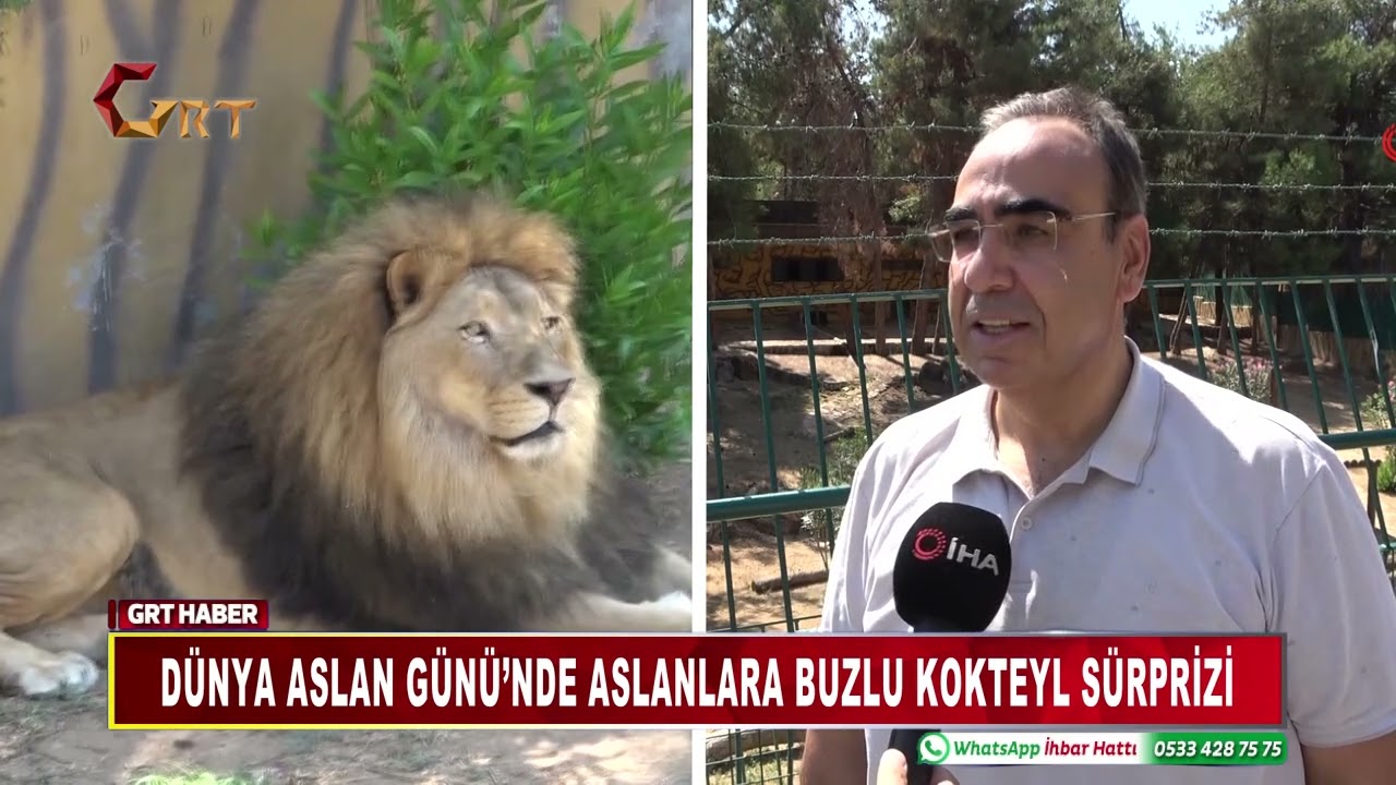 DÜNYA ASLAN GÜNÜ’NDE ASLANLARA BUZLU KOKTEYL SÜRPRİZİ