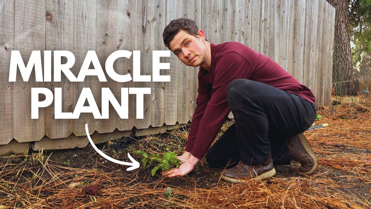 Why I'm Planting 203 Comfrey Plants in Mid-Winter