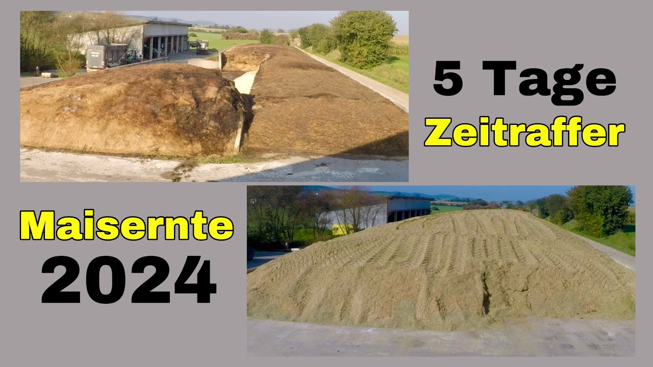 Maisernte 2024 | 5 Tage Zeitraffer