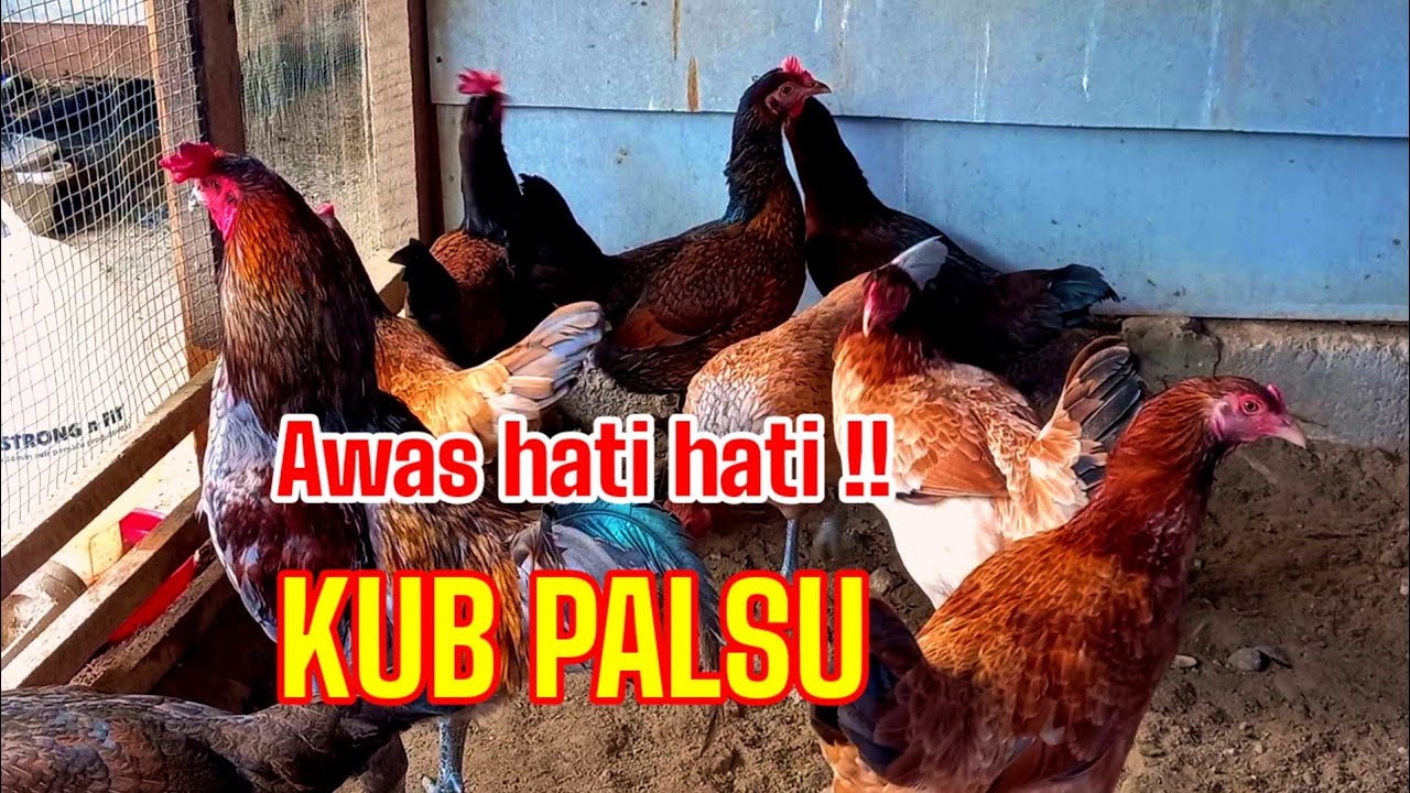 Hati hati memilih Indukan KUB.‼️ #001 @KreatifTV