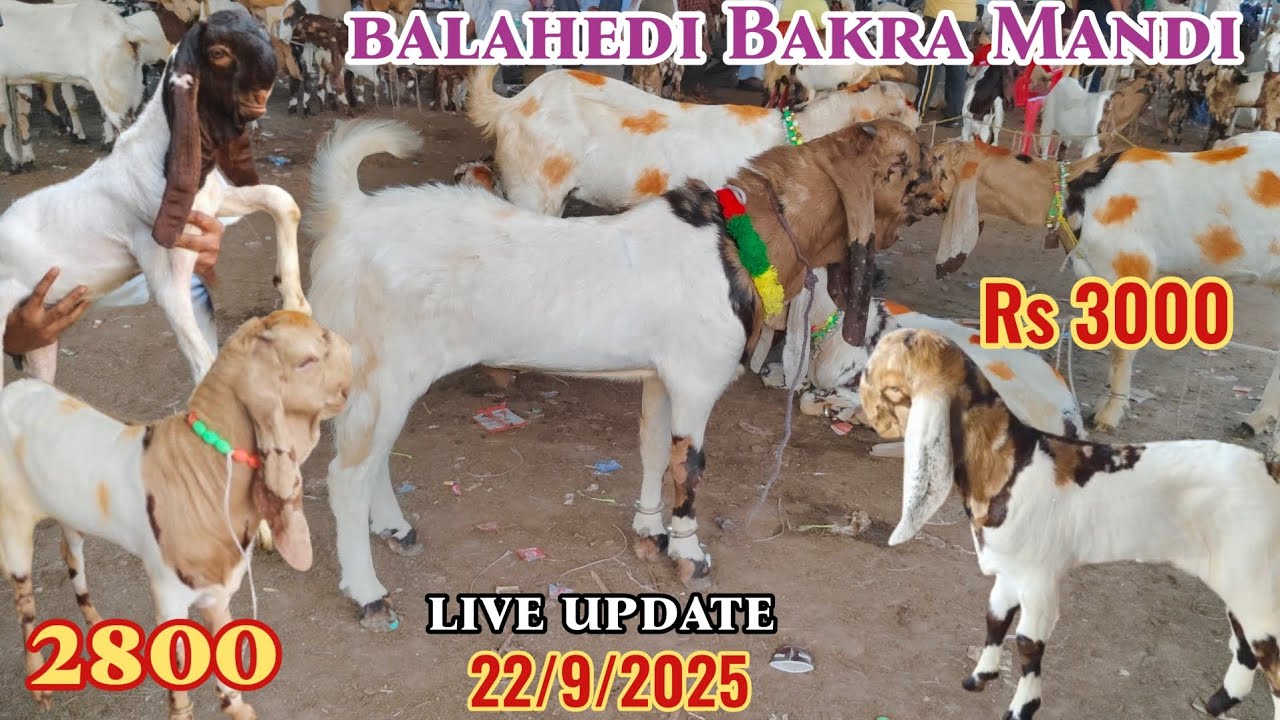 Balahedi bakra Mandi Rajasthan live update 22/9/2025 paalne wale gujari Mewati totapuri