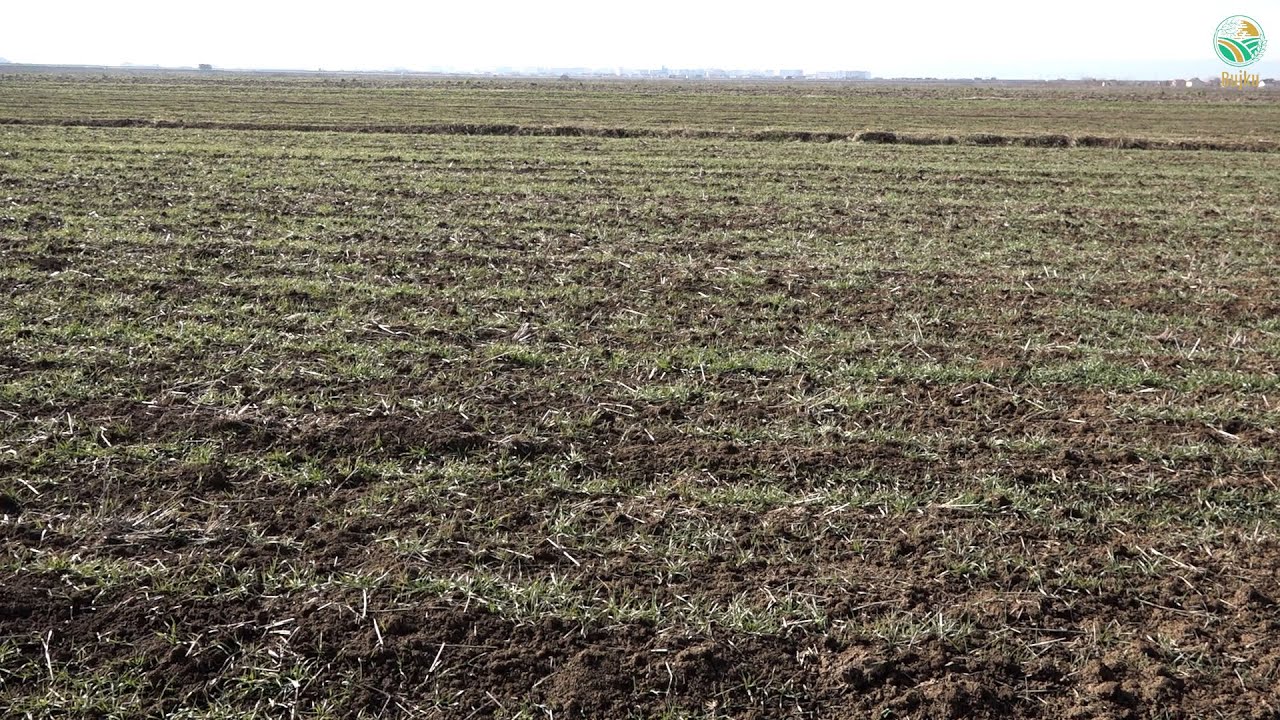 BUJKU &ndash; Agro Blendi bujqit nuk duhet ta ushqejne grurin ne temperature te larte dhe me lageshti