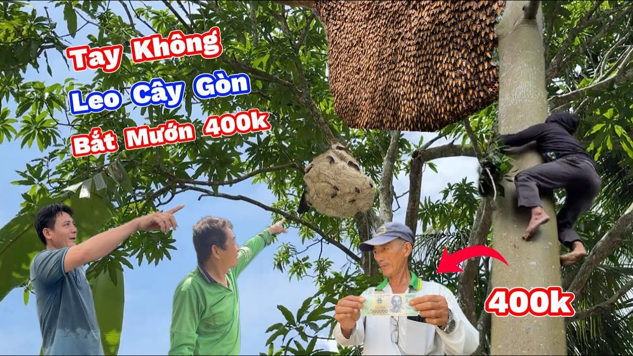 Ông Chú Kêu Bắt Tổ Ong 400k Leo Muốn ĐỨT RUỘT. Climbing a Giant Cotton Tree with Bare Hands for 400k