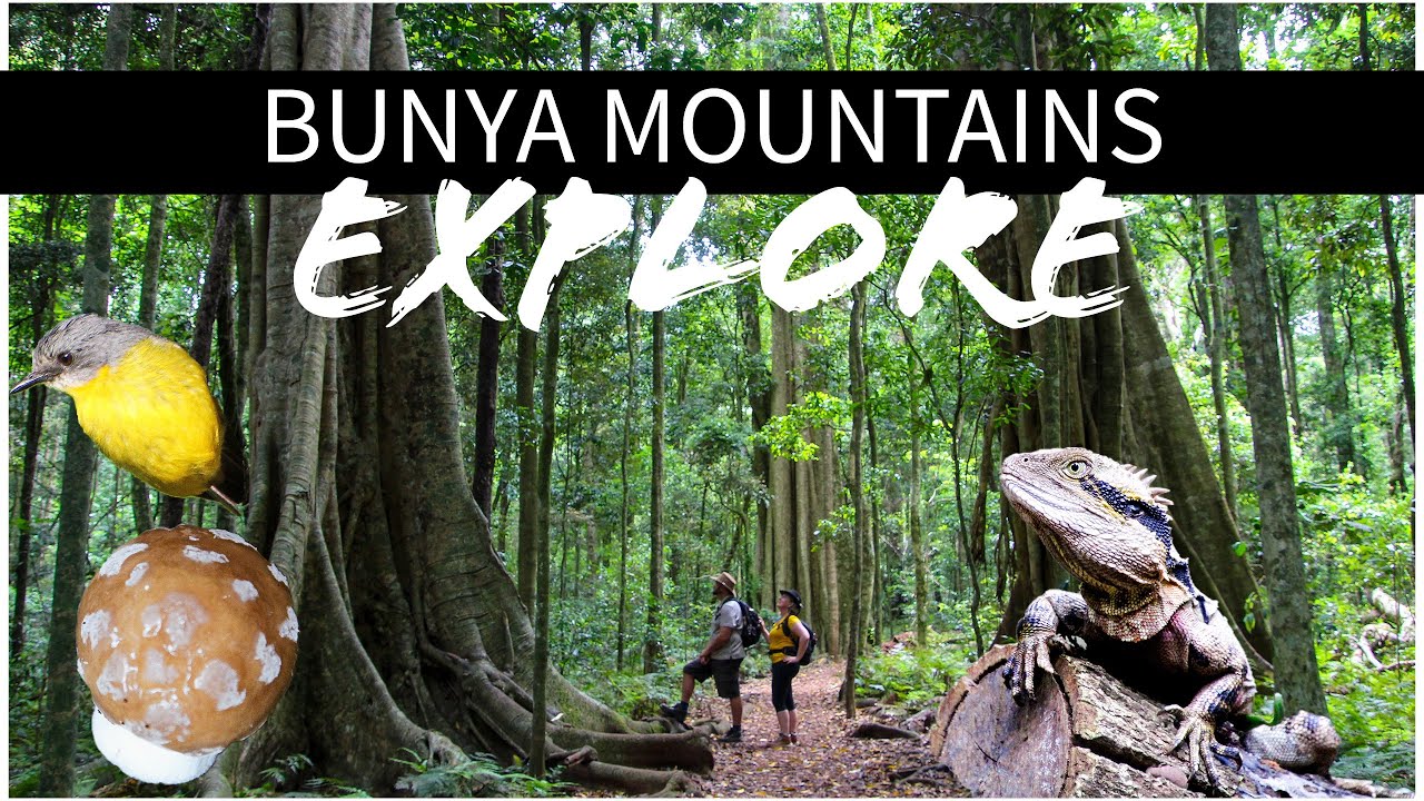 HIKE and CAMP: Bunya Mountains overnight camp with epic views!
