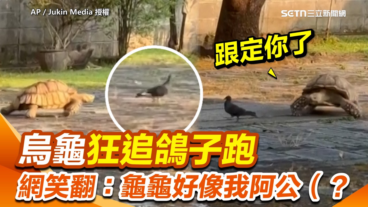 超萌畫面大放送！烏龜狂追鴿子跑：Ｏ？！健步如飛狂繞圈跟緊緊 療癒畫面網笑翻：龜龜好像我阿公（？｜三立新聞網 SETN.com