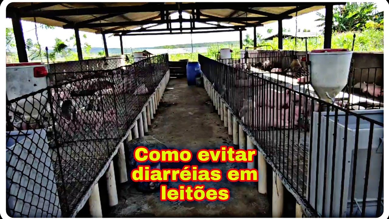 Importância de um bom manejo dos Leitões na creche.