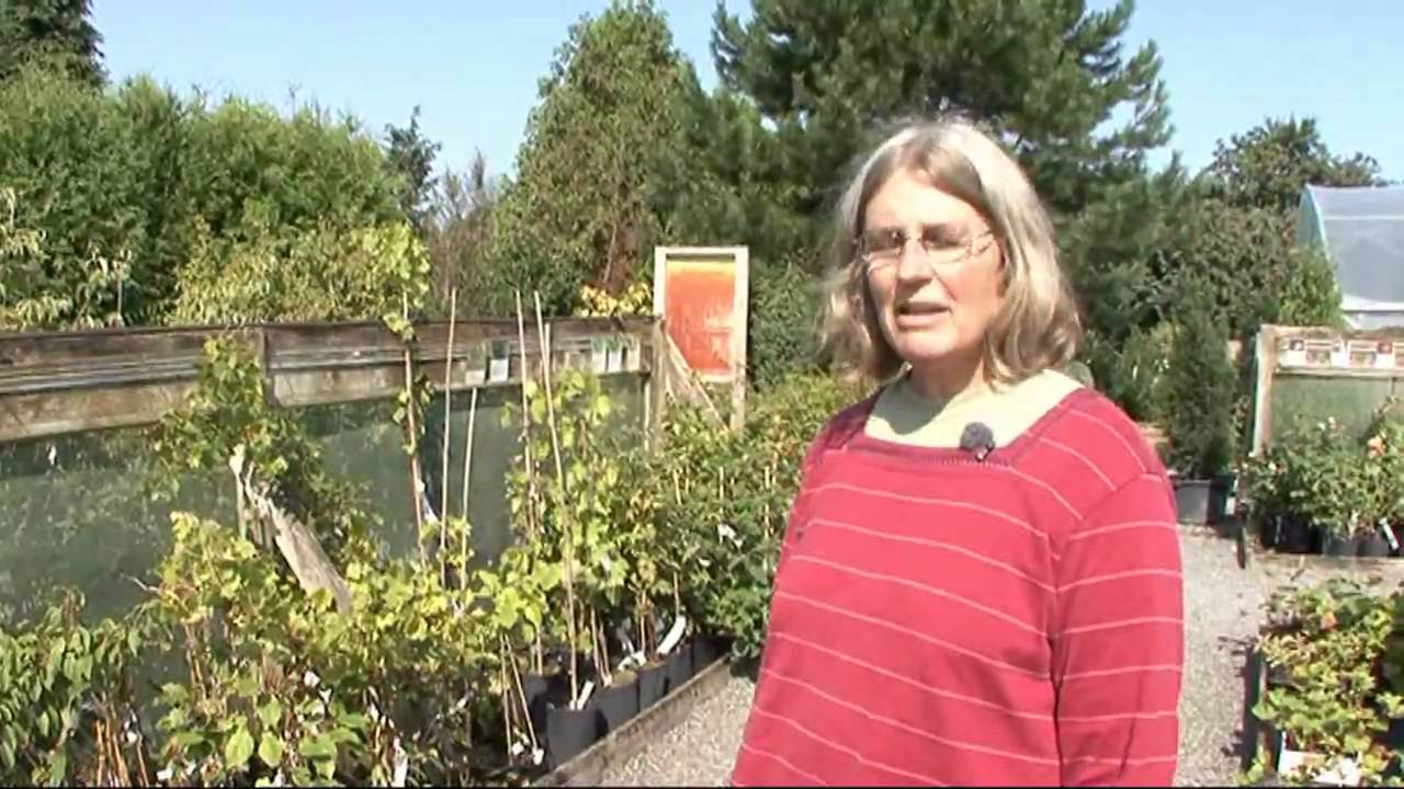 Stikkelsbærkiwi, Surbær, Hindbær og Blåbær
