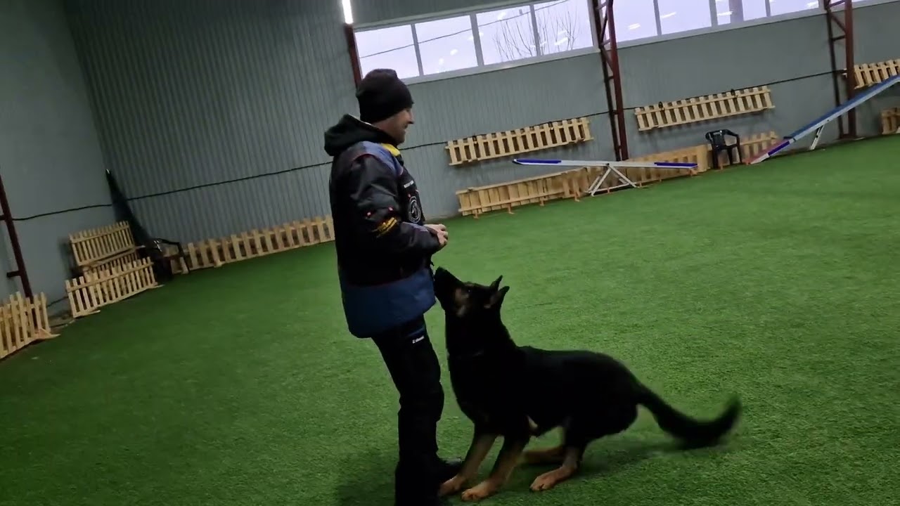 IGP-1, obedience,  training. Love & Spirit Anakin'Skywalker.