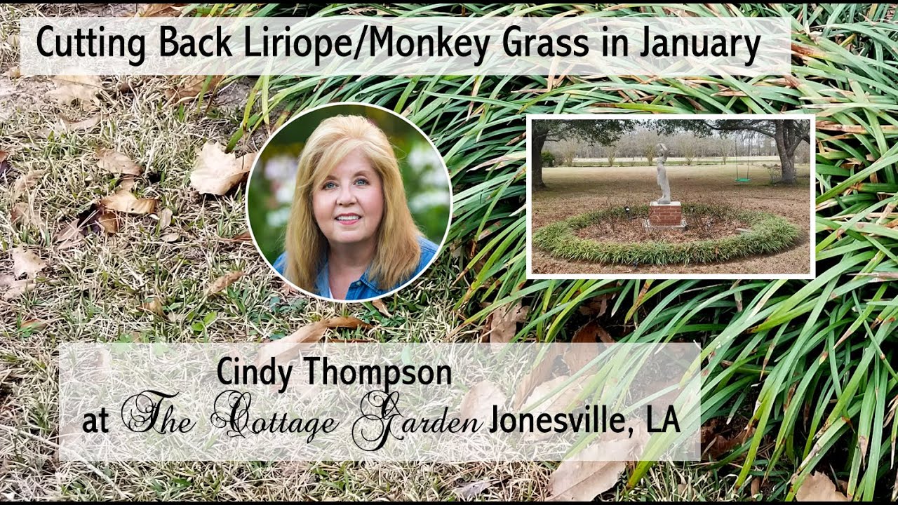 Cutting Back Liriope aka Monkey Grass in January