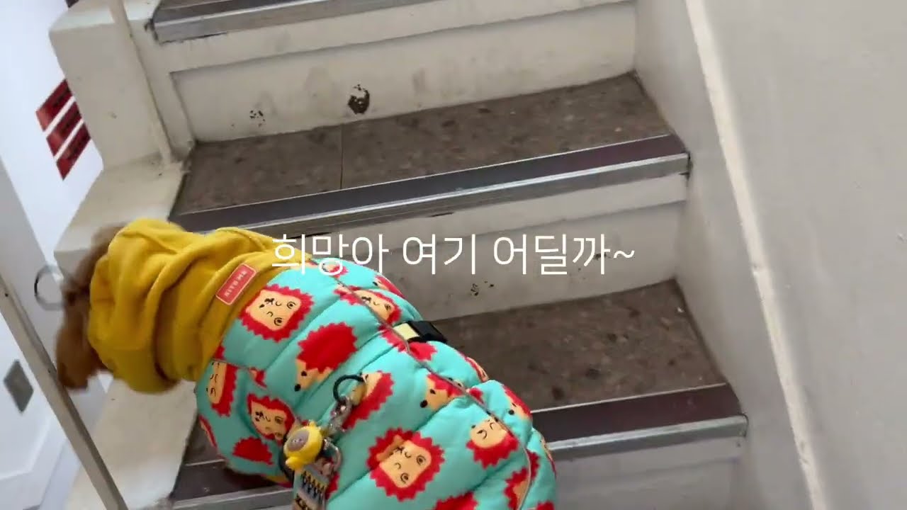 이희망 아이조아펫파크 다녀왔어요