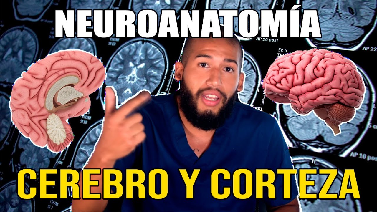 NEUROANATOMÍA - Hemisferios Cerebrales y Corteza Pt. I (Surcos, Giros, Áreas de Brodmann, Lóbulos)