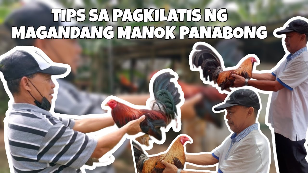 10 TIPS SA PAGPILI NG MANOK PANABONG NA MAGALING PAGDATING SA LABAN
