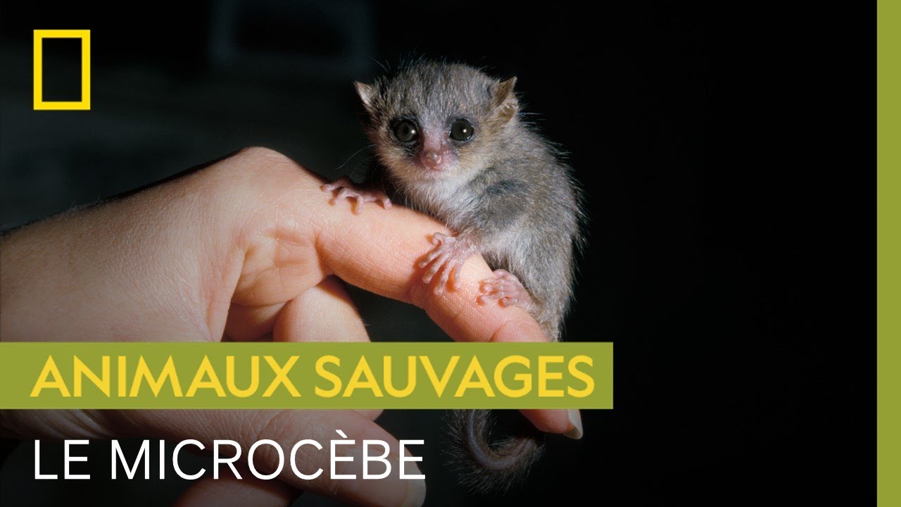 Le microcèbe, lémurien de 70 grammes qui se nourrit du nectar des baobabs