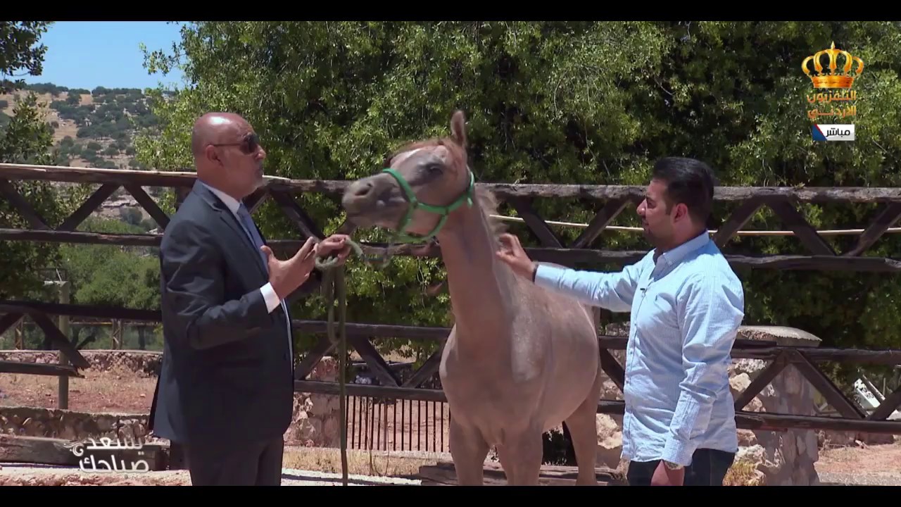 يسعد صباحك | فصائل الخيل وانواعه وطرق تدريبه مع عبدالرحمن شديفات
