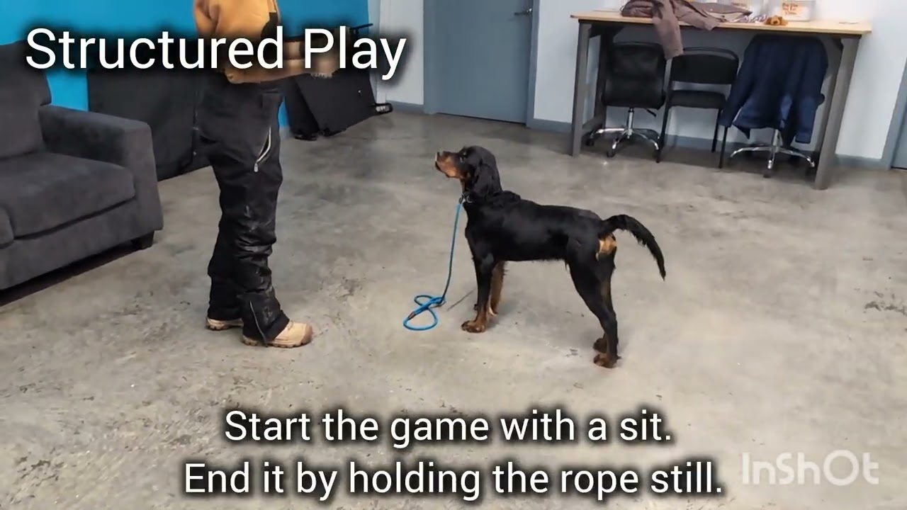 Dash's Training Video 