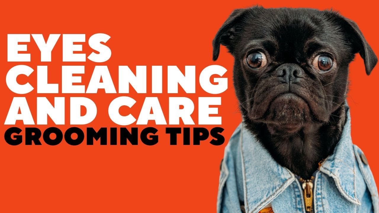 Eye Cleaning and Care (Dog Grooming Tips)