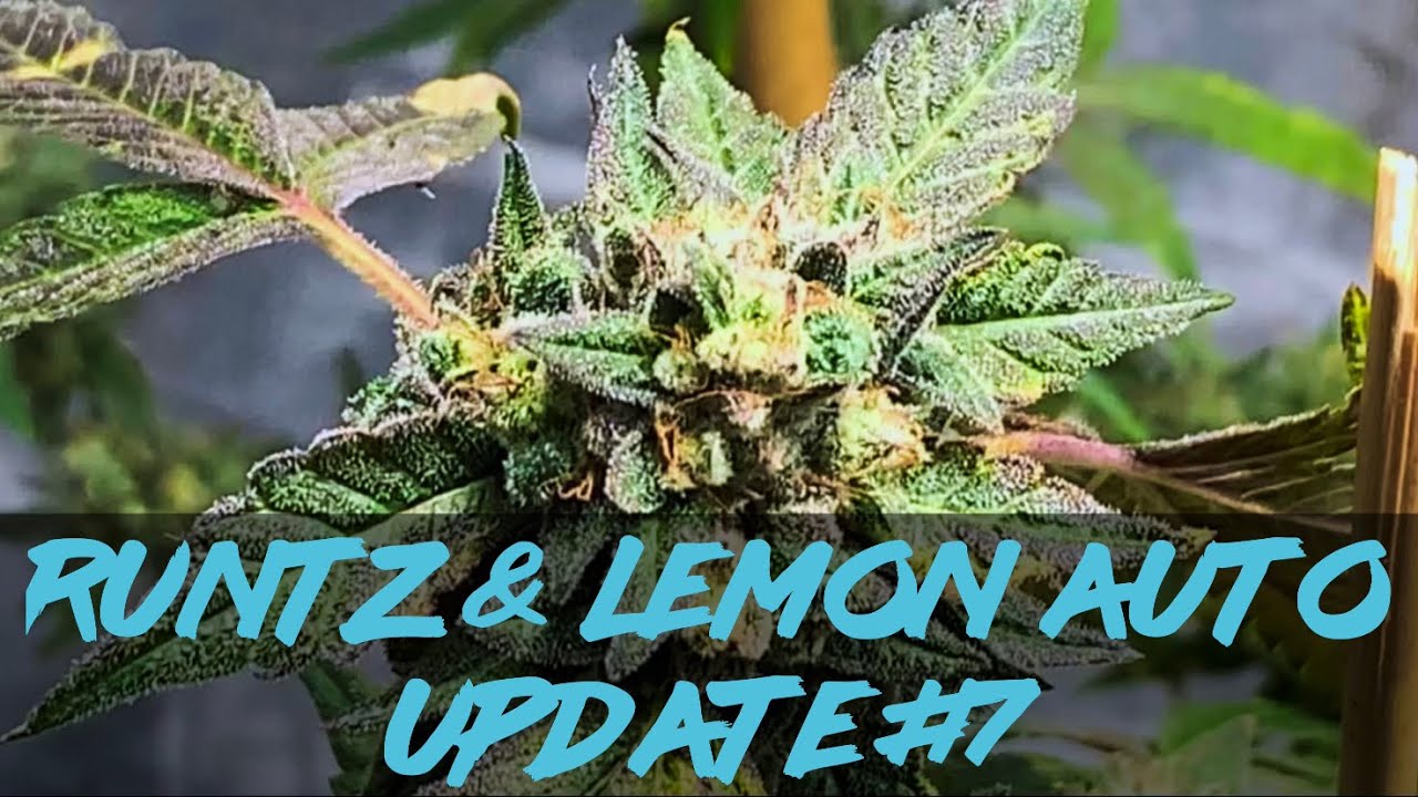 Matty Grows | The Indoor Grow | Runtz & Lemon Auto | #7 | #Purplecitygenetics #Runtz #LemonAuto