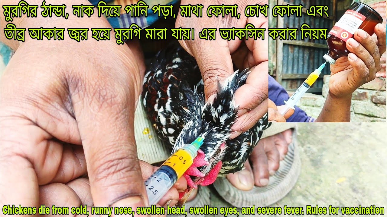মুরগির সালমোনেলা এবং ফাউল  টাইফয়েড ভ্যাকসিন দেয়ার নিয়ম  chicken salmonella ,fowl typhoid vaccines