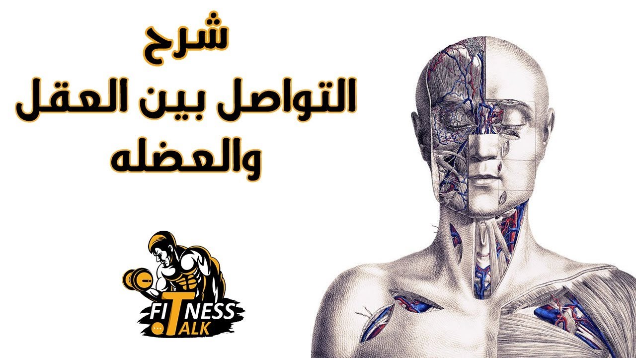 شرح التواصل بين العقل والعضله / The Mind-Muscle Connection