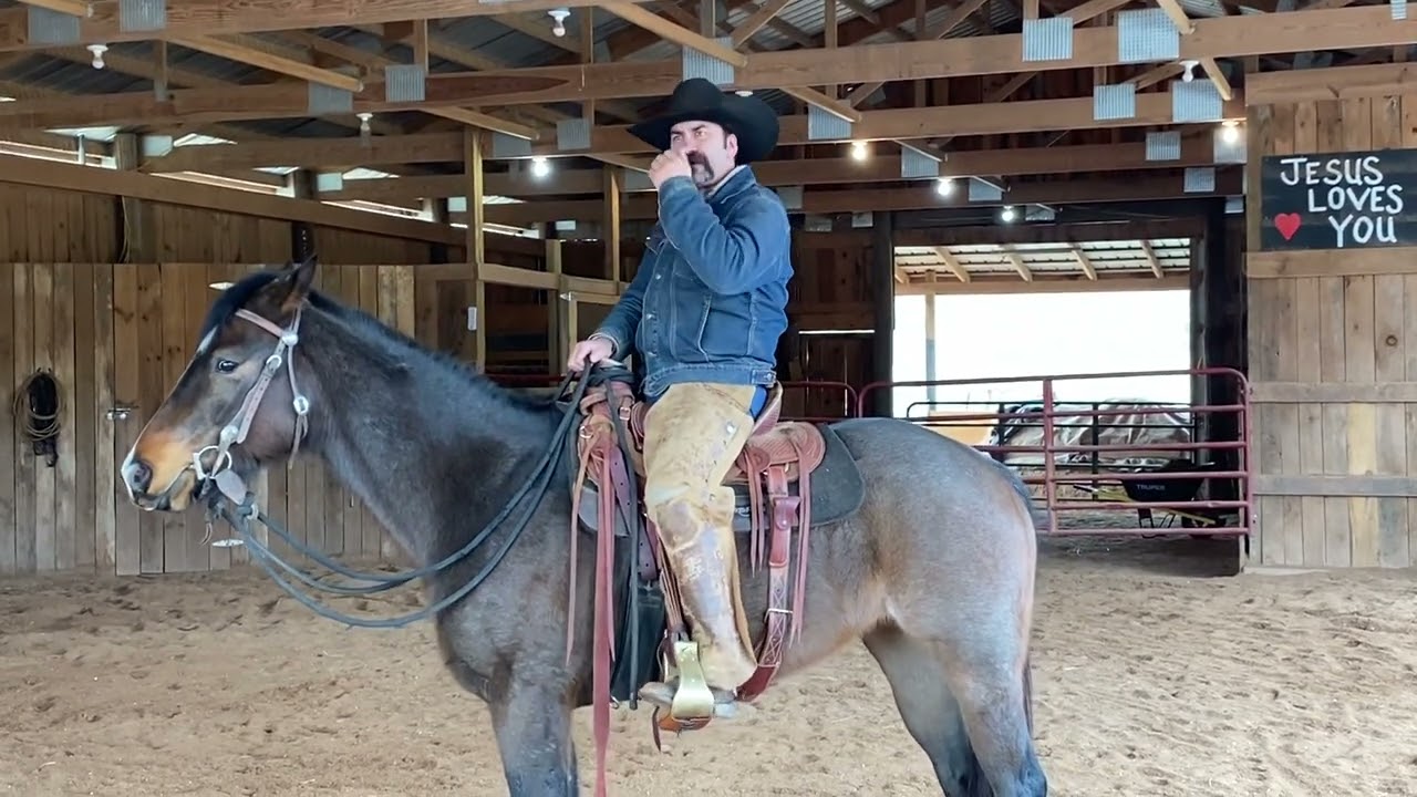 Teaching a green horse vertical flexion in the snaffle bit. #horsemanship #keepitsimple