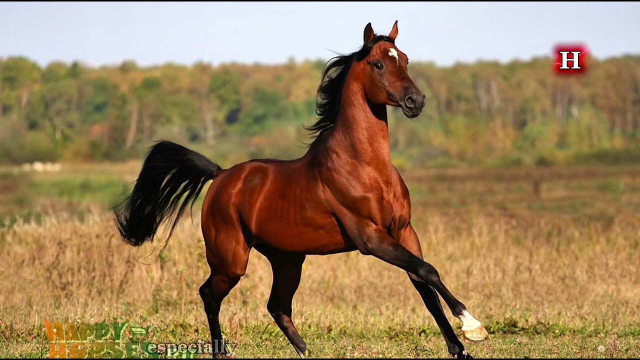Arabian Horse: The Legendary Breed That Changed the World