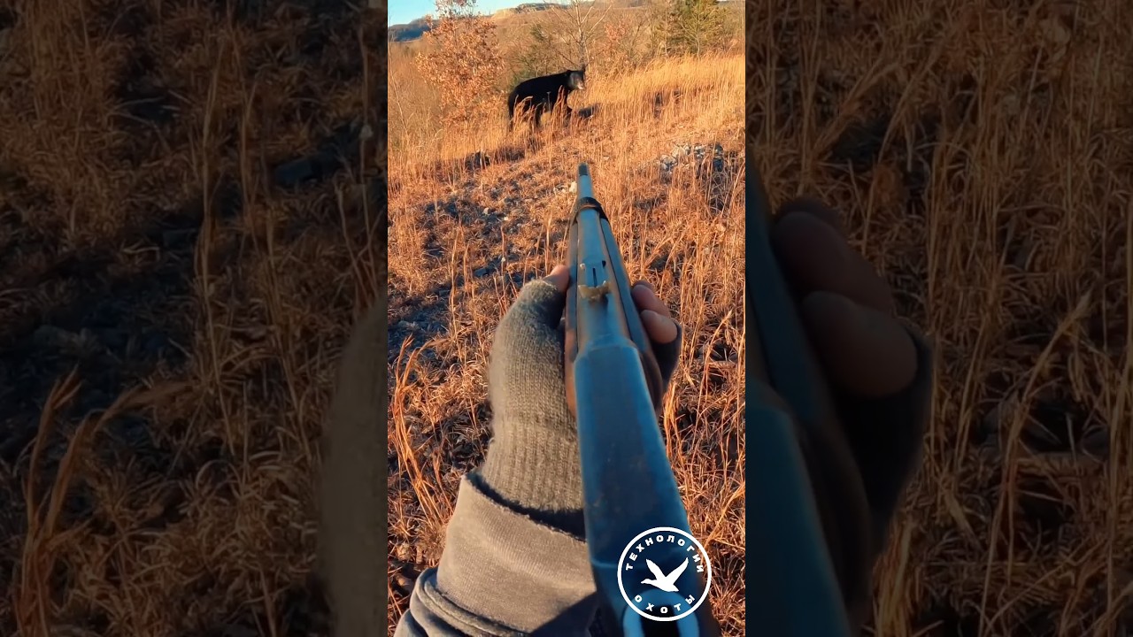 Cool Bear Hunting in the USA #hunting #weapons #hunter #hunting #shotgun #gun #gunshot #hunt #guns