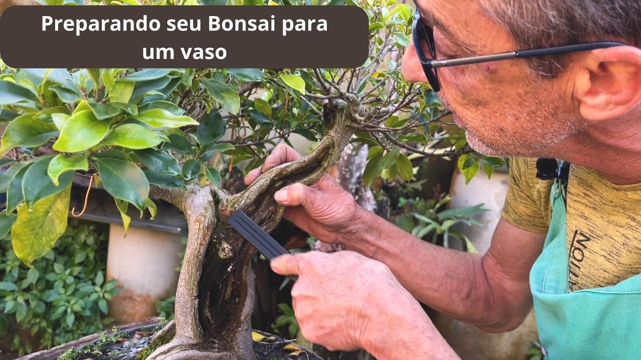 PREPARANDO SEU BONSAI PARA UM VASO