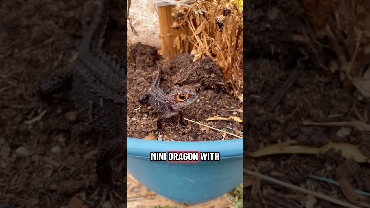 Meet The Red Eye Crocodile Skink