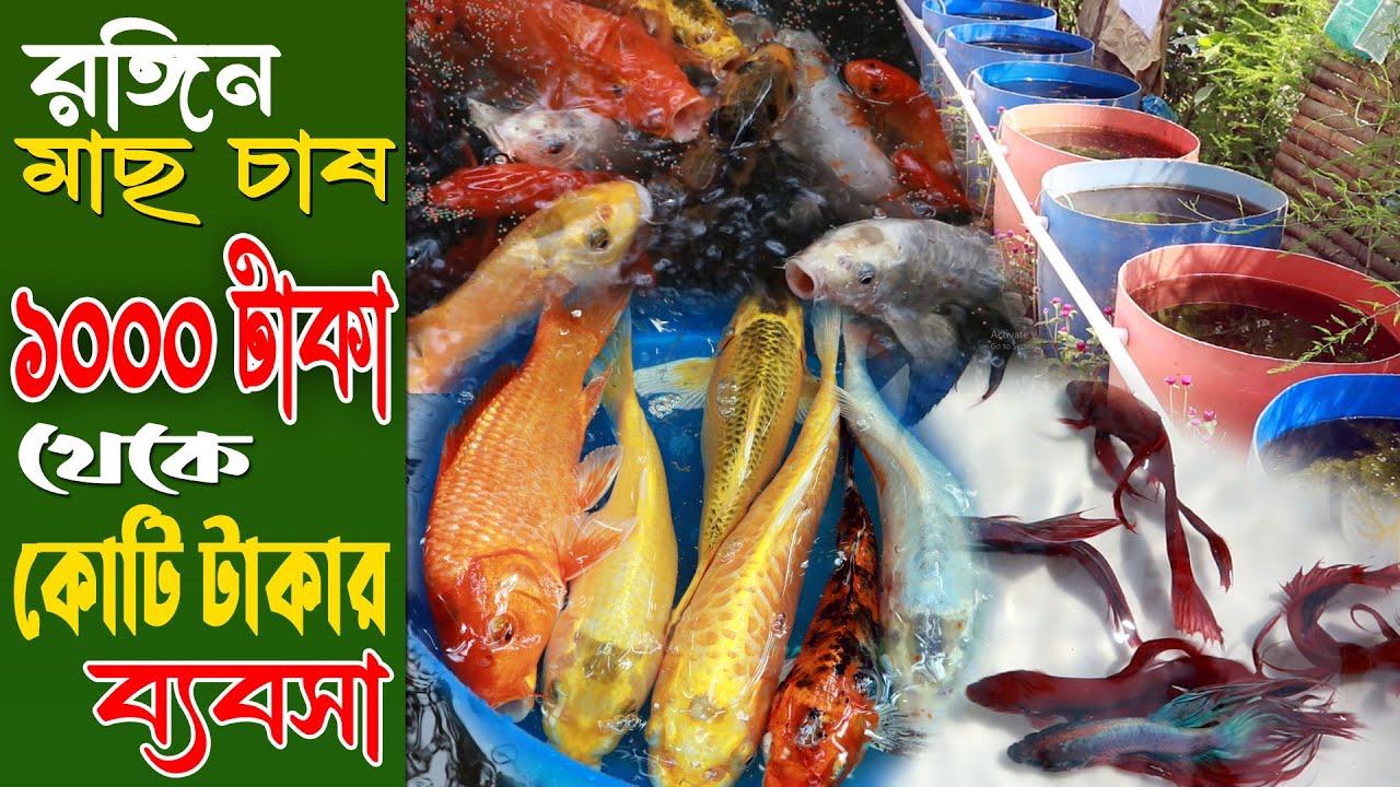 1000 টাকার ব্যবসা থেকে এখন কোটি টাকার মালিক | রঙ্গিন মাছ চাষ পদ্ধতি | Ornamental Fish Farming