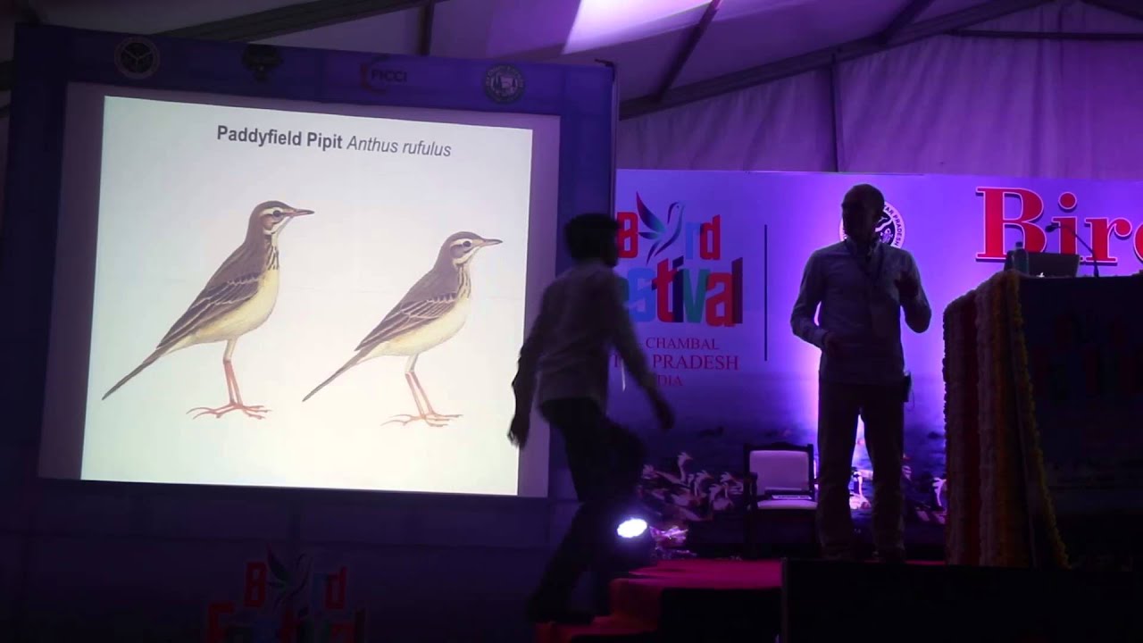 Identification of Indian Pipits - Dr. Per Alström - UP Bird Festival 2015 | Chambal