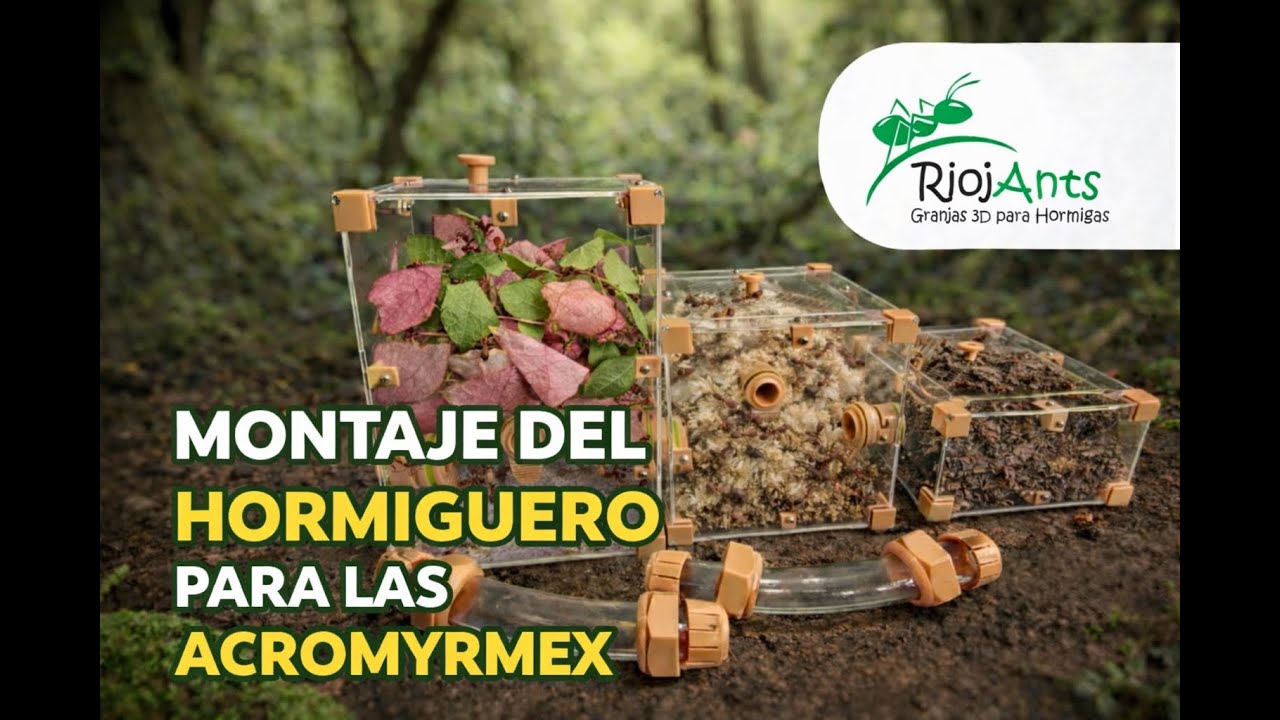 Video montaje hormiguero acromyrmex come hojas