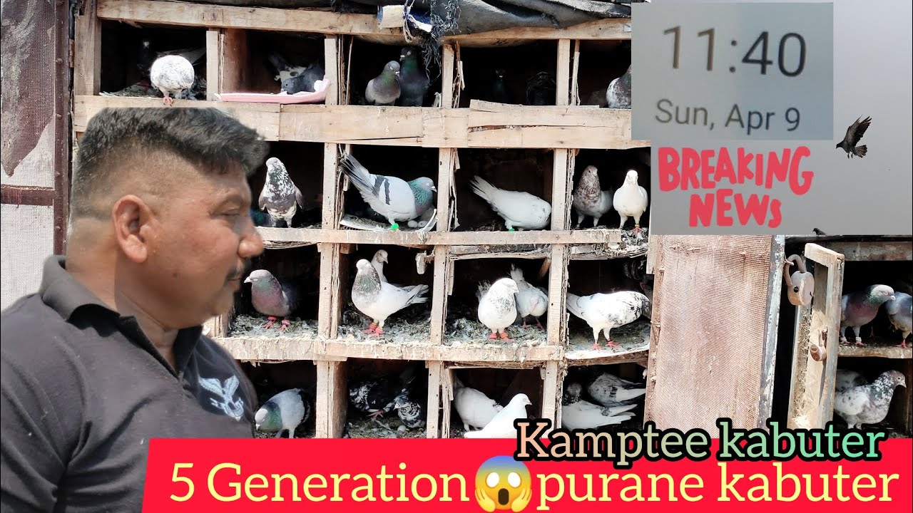Kamptee ke kabuter 😱 5 Generation purane kabuter Saharanpuri Desi highflyer 7ghante udnewale kabuter