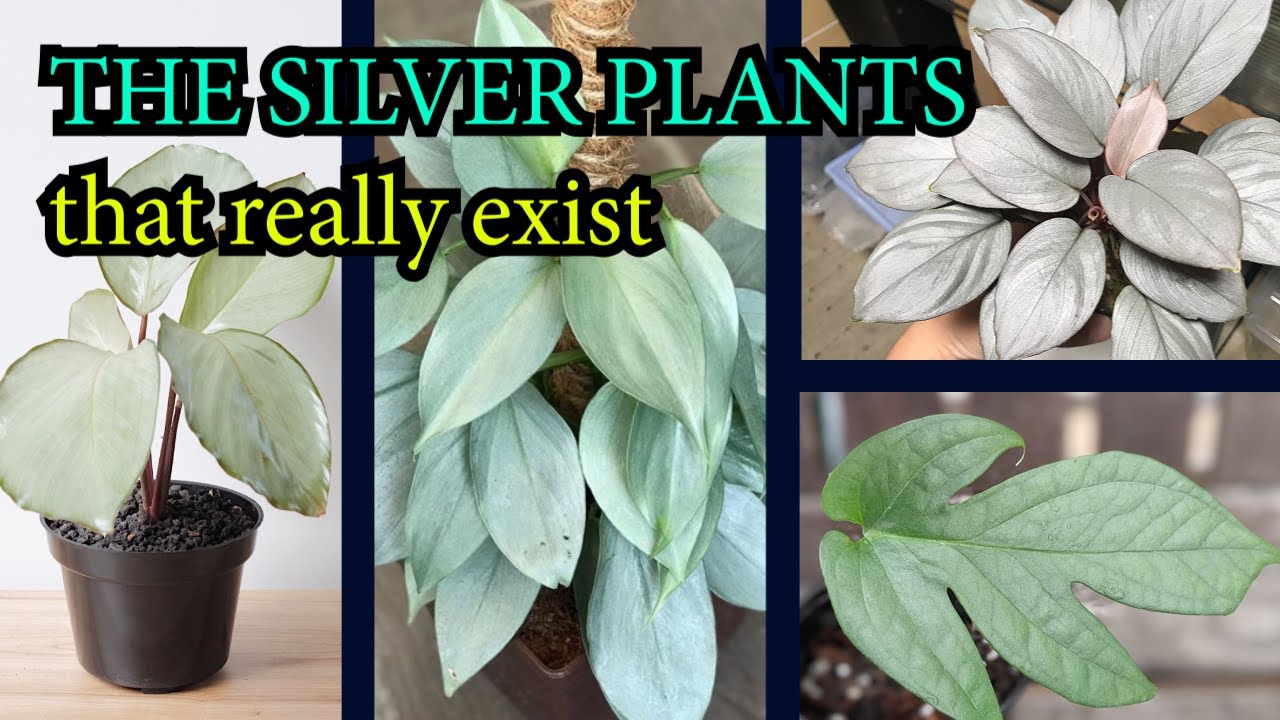 THE SILVER PLANTS THAT REALLY EXIST - BEAUTIFUL SILVERY PLATINUM PLANT