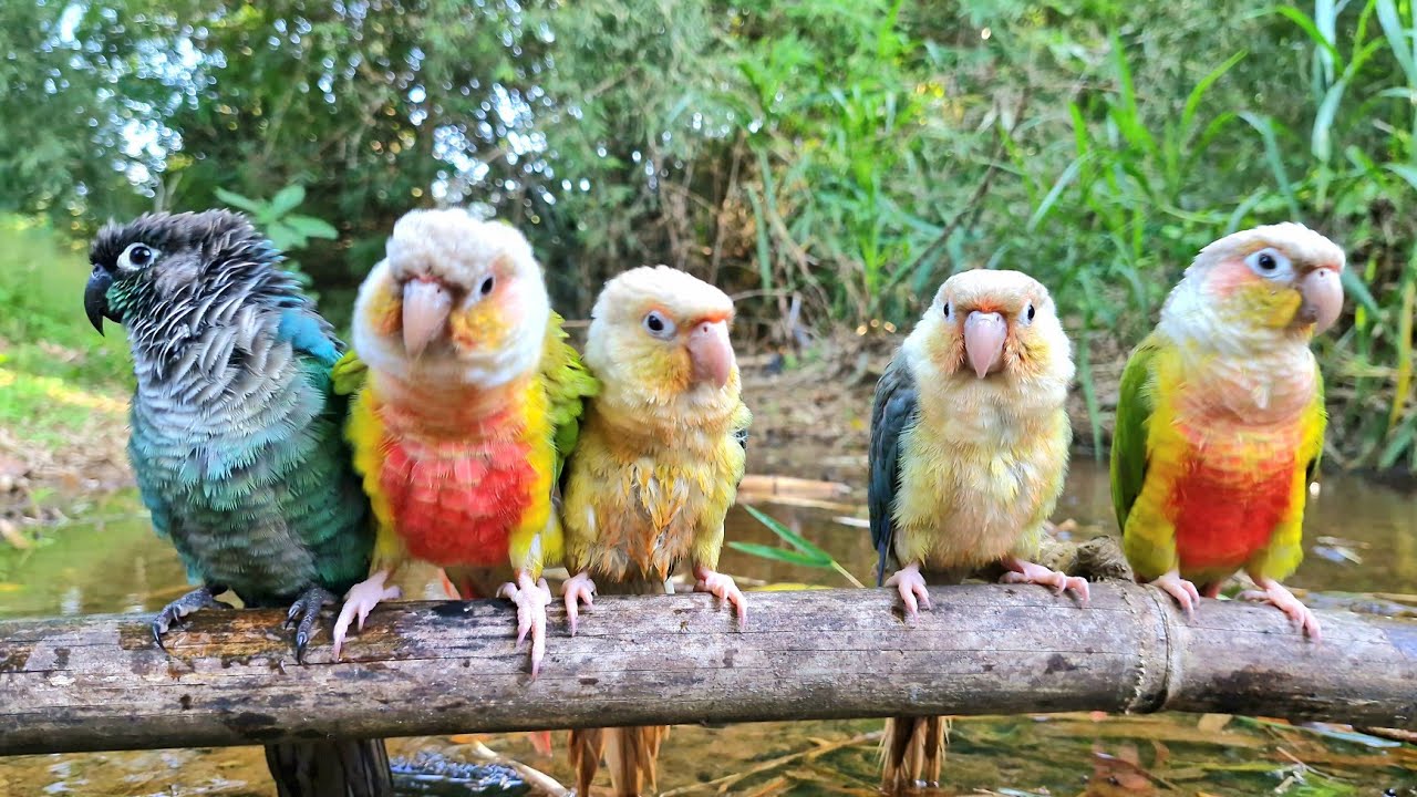 Relaxing parrot video : Are birds in nature really this beautiful?