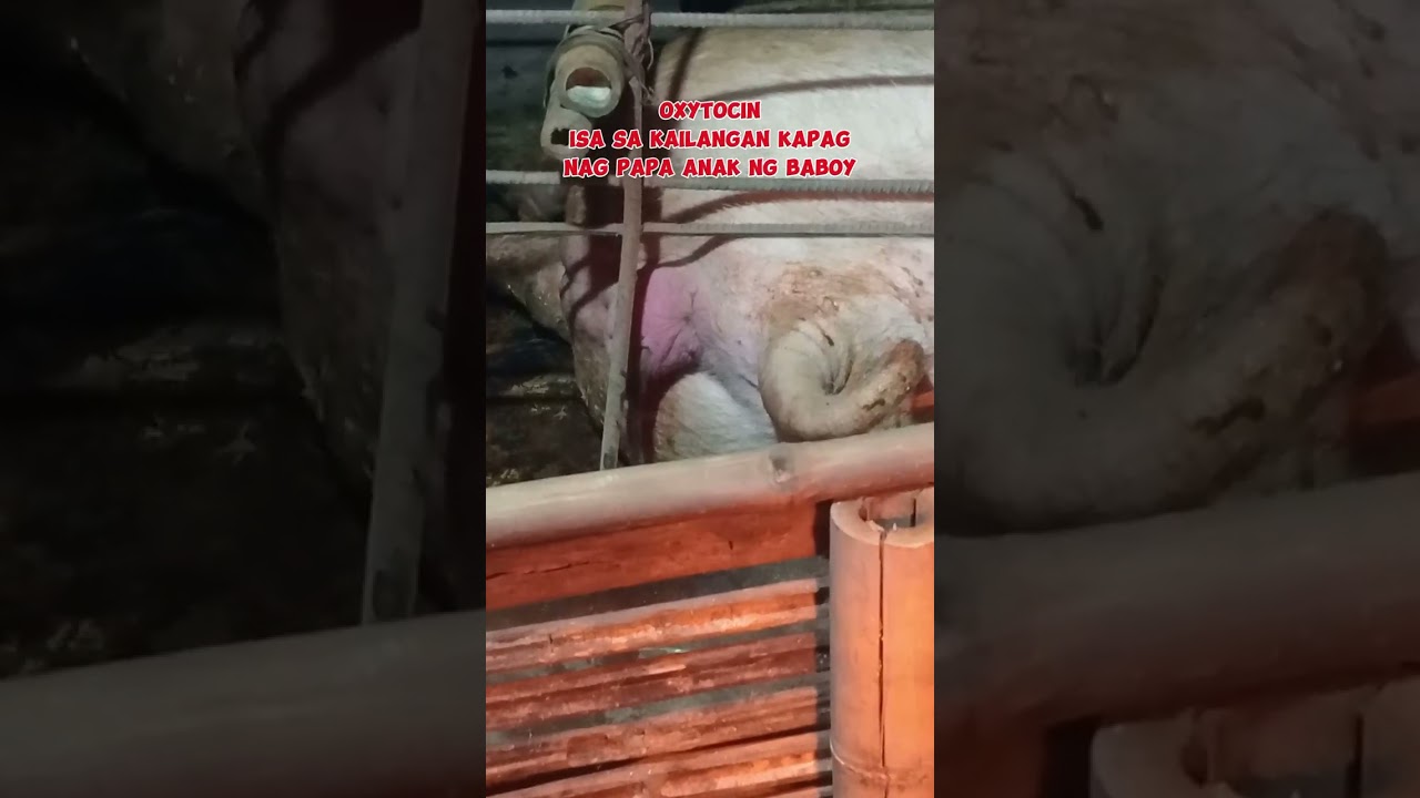 Oxytocin importante kapag nag papa anak ng baboy