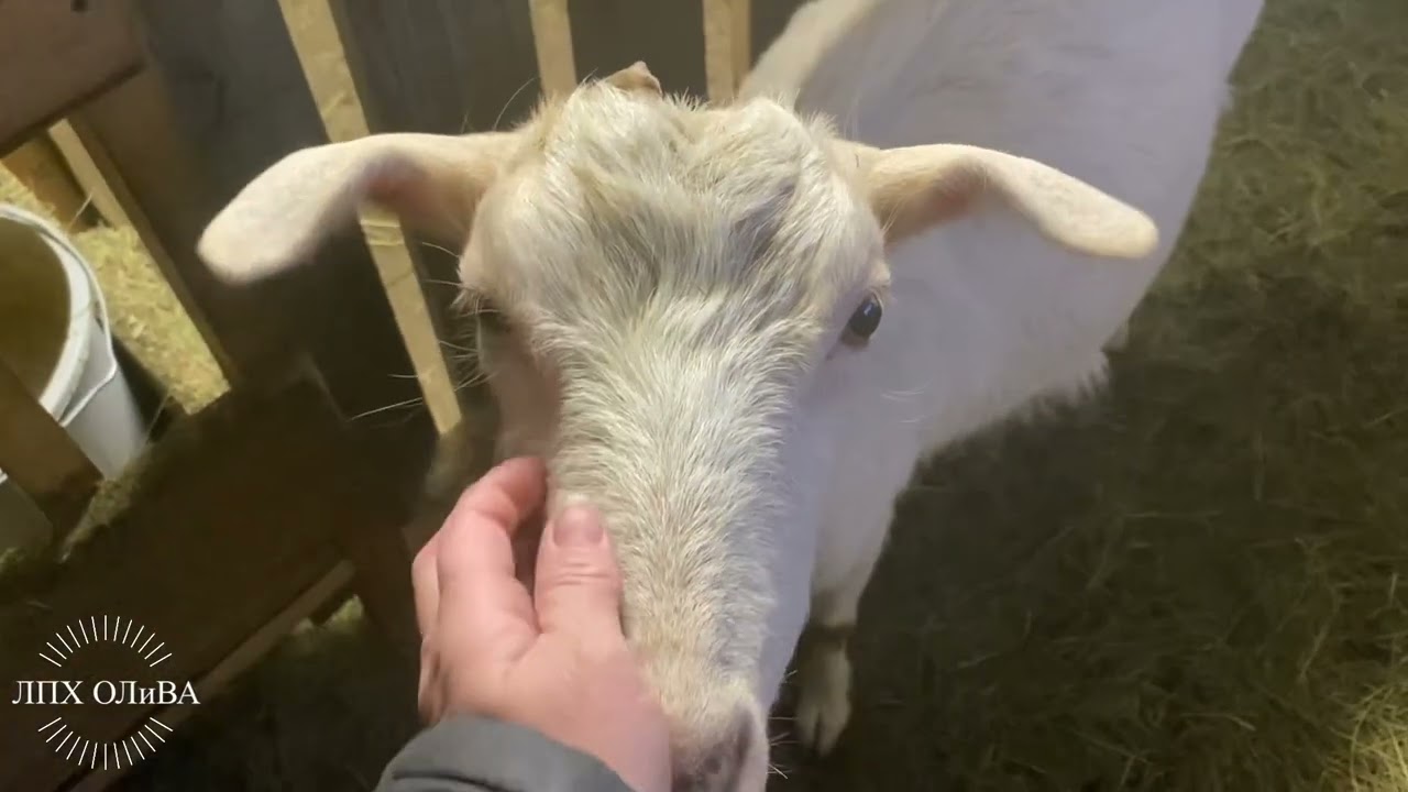 Ужас! Козы на привязи🫣