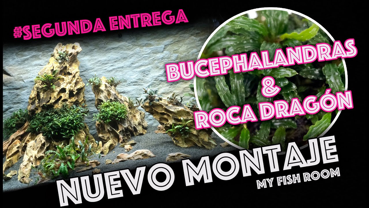 Nuevo montaje aquascaping en My Fish Room con Bucephalandras 🌱 & roca Dragón 🐉  Segunda entrega