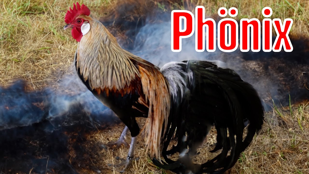 Phönix Hühner: 2 m Zäune halten sie NICHT auf!