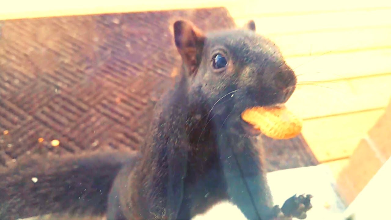 What happens when you feed a squirrel?