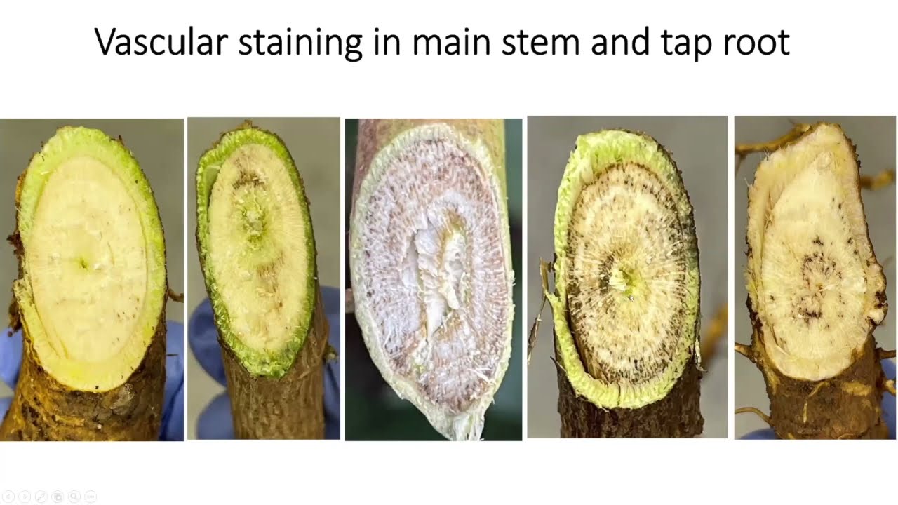 Summary of the 2021 Cotton Disease Situation