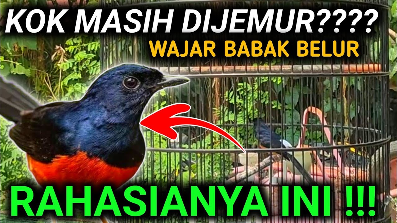 BONGKAR LAGI RAHASIA CARA MERAWAT MURAI BATU | DRK MURAI BATU