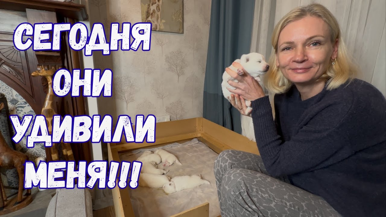 Щенки самоеда — им 10 дней! Смотрите, что они творят