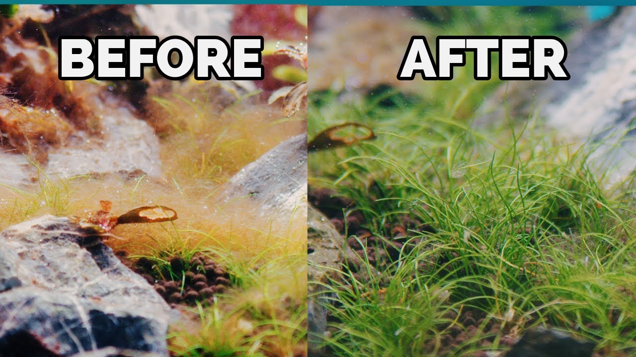 How to treat brown algae in freshwater aquariums!