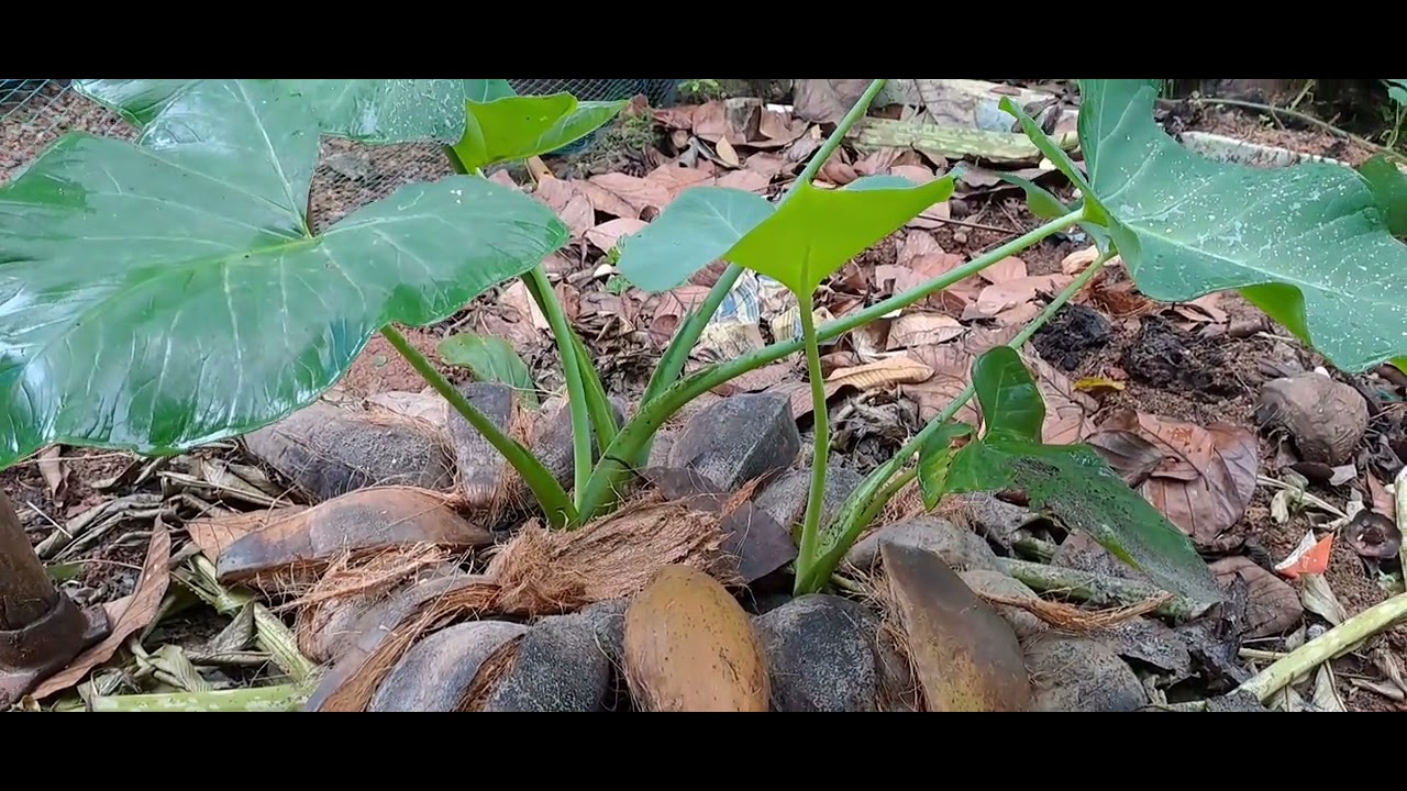 ചേമ്പ് പരിചരണം (Colocasia)