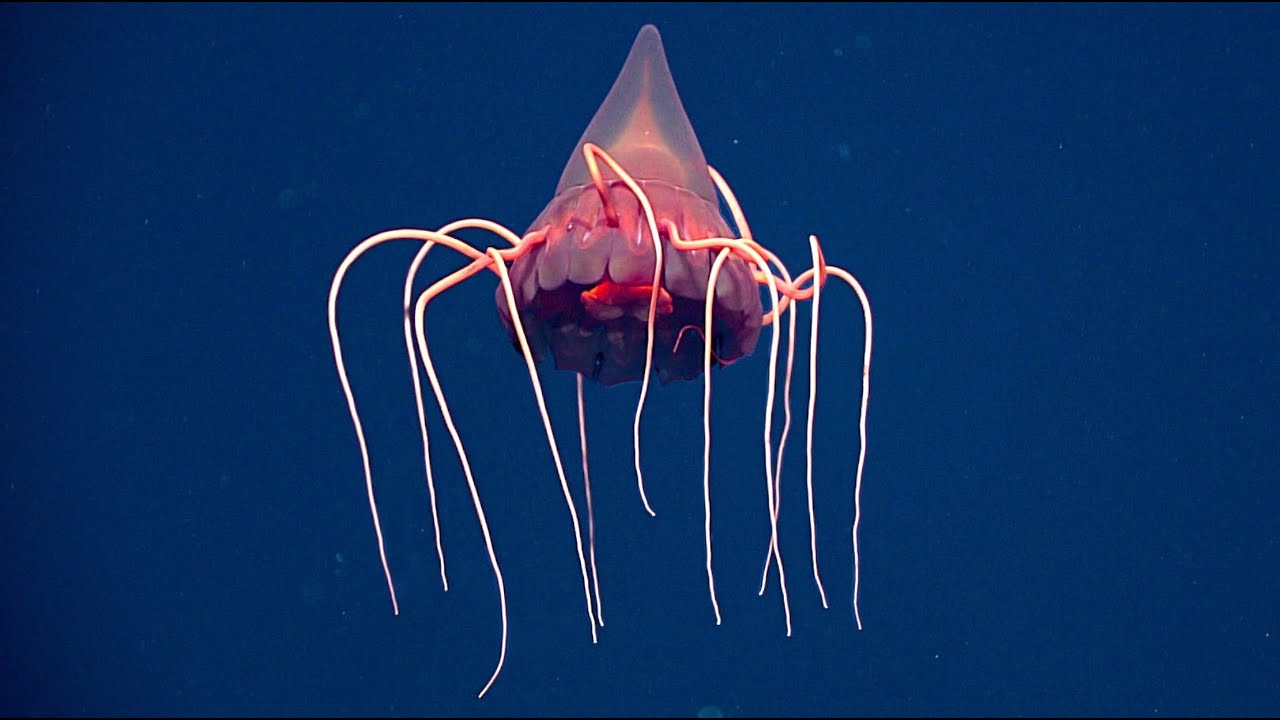 20 New Deep Sea Creature Encounters Caught on Camera in Hawaii 2025 | Mega ROV Countdown № 2
